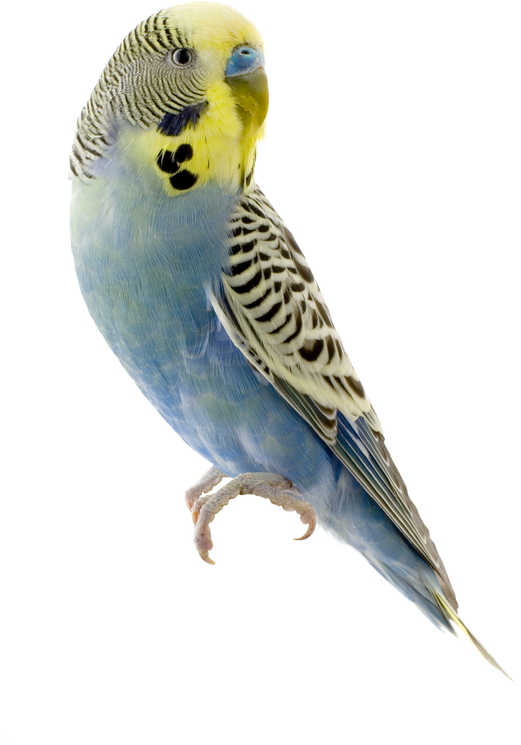 Yellow and Blue Budgie