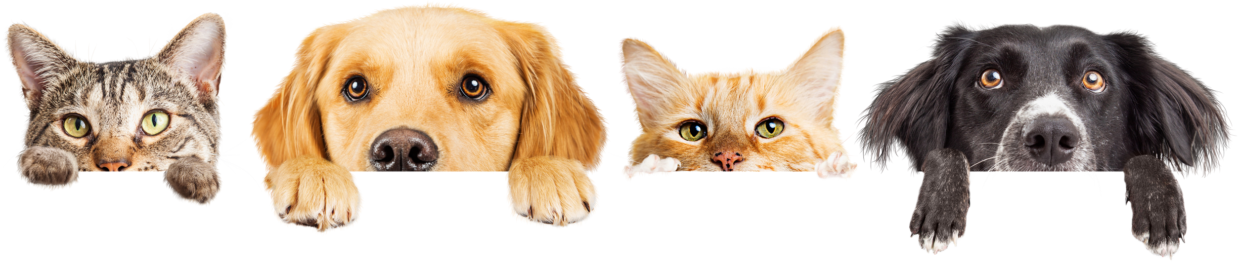 Dogs and Cats Peeking over Web Banner Extracted
