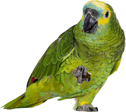 Blue fronted parrot on transparent background