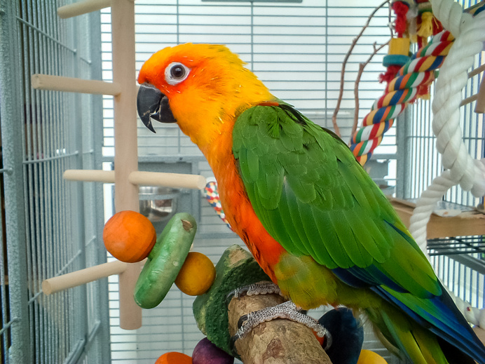 Colorful Jenday Conure parrot. Pet in cage.