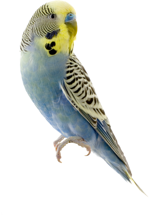 Yellow and Blue Budgie