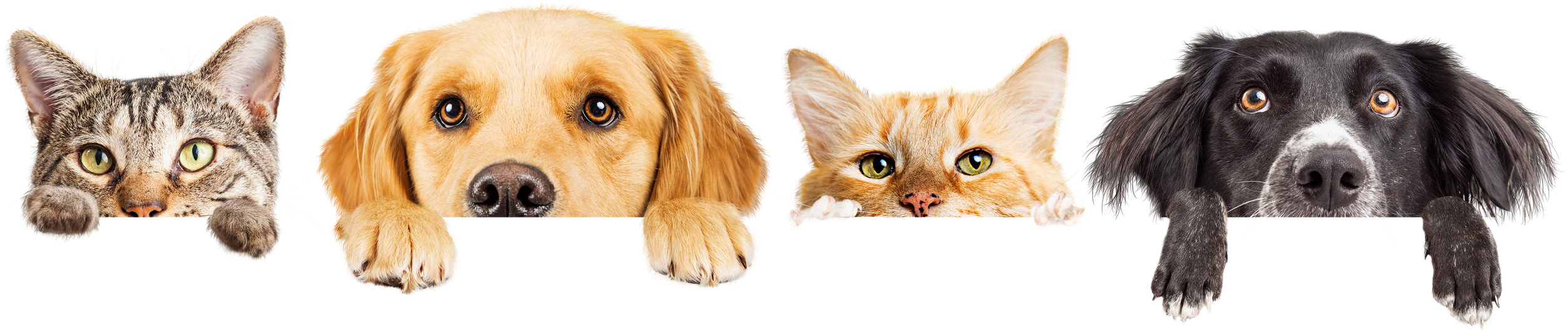 Dogs and Cats Peeking over Web Banner Extracted