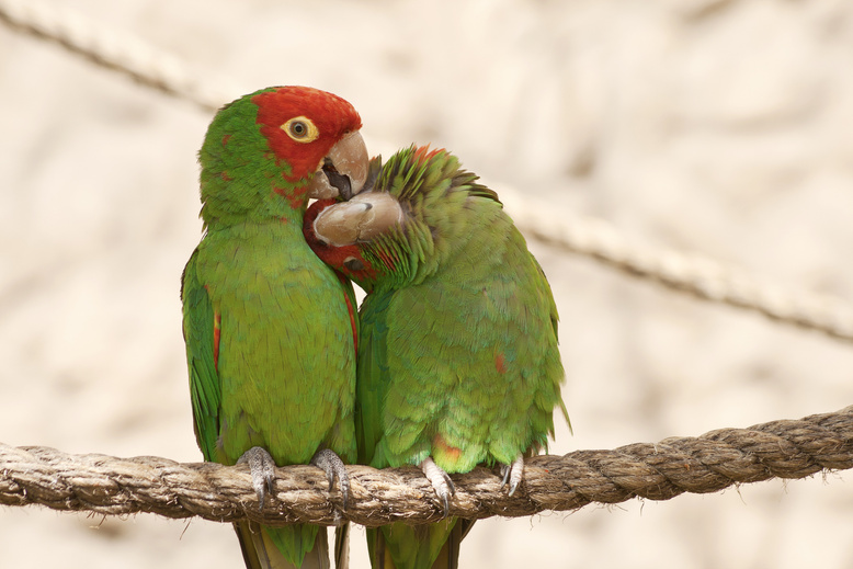 Pair of Lovebirds on a Rope