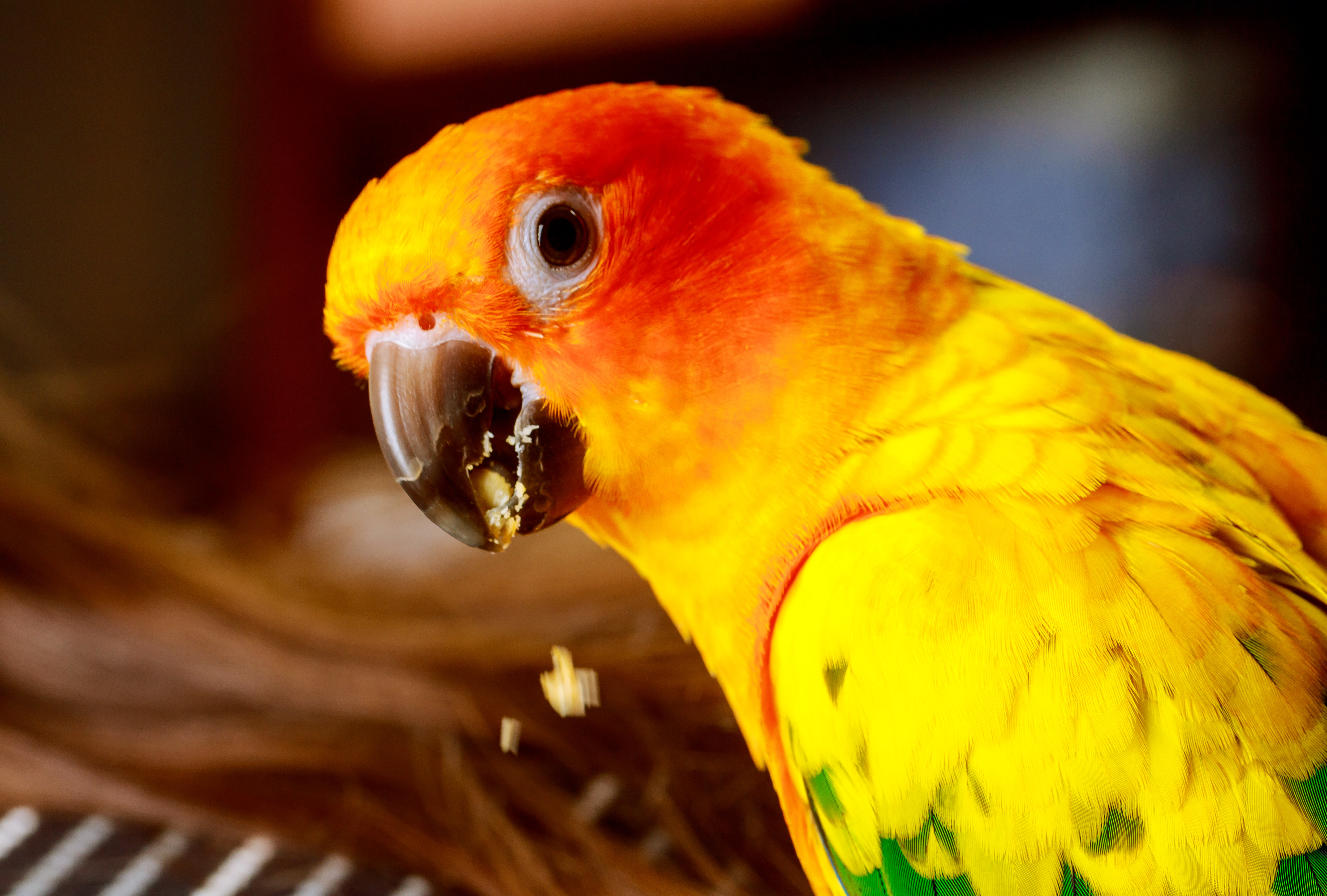 Exotic bird sun conure eating with his foot.