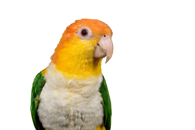 Portrait of a caique bird seen from the front on a black background